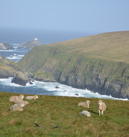 On finding peace…..Hermaness Nature Reserve, the Shetland Islands