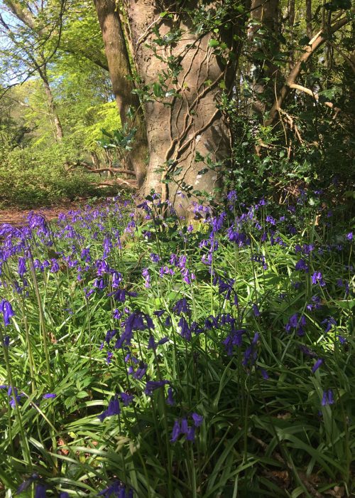 Visiting Tehidy Wood, North Cornwall in Bluebell season