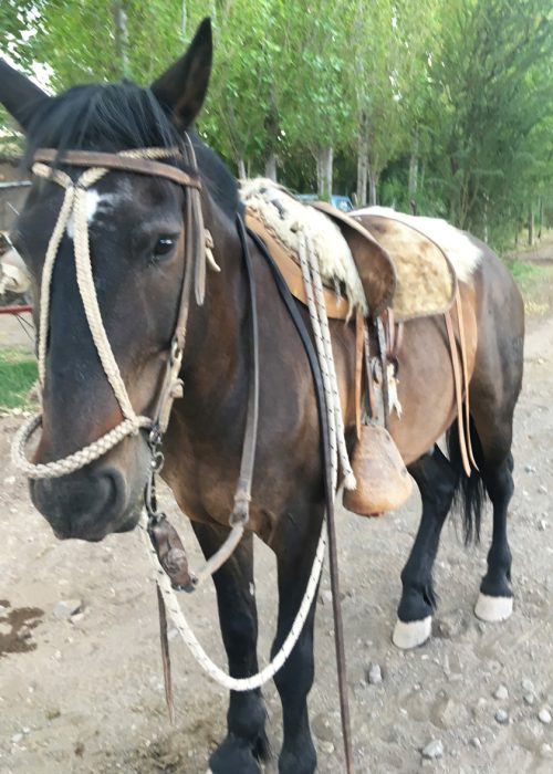 Sunset Horse Riding and Asado in Mendoza, Argentina