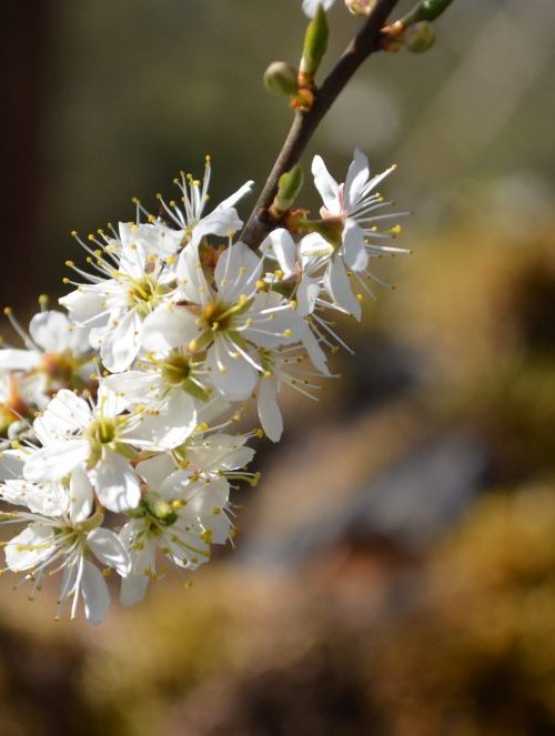 Capturing the tiny moments  – a snapshot of spring in a locked down Lake District