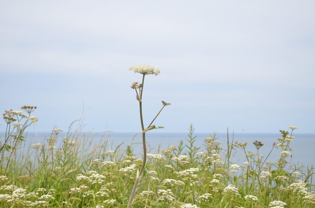 Walking the Cumbria Coast Path from Whitehaven to St Bees
