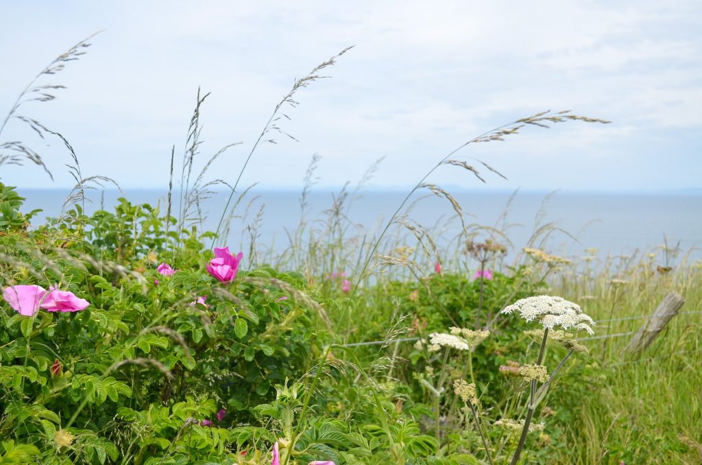 Walking the Cumbria Coast Path from Whitehaven to St Bees