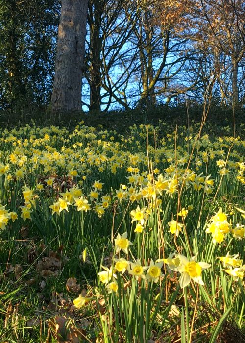 5 things to do in the Lake District in spring 
