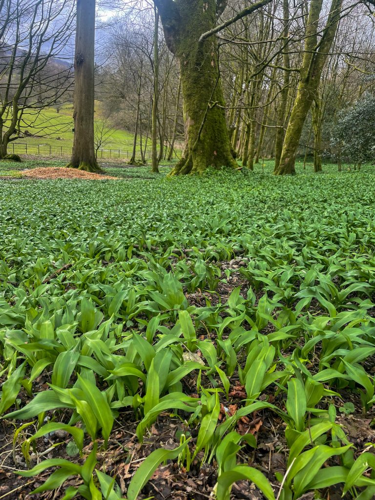 Spring in the Lake District-09
